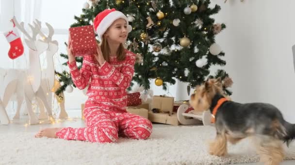 漂亮的小女孩 带着礼物和小狗来到圣诞树旁 戴着红色的圣诞老人帽 新年和圣诞节期间 漂亮的小女孩带着宠物和小狗 — 图库视频影像