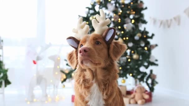 Toller Retriever Hond Kersttijd Zitten Met Herten Hoorns Kijken Naar — Stockvideo