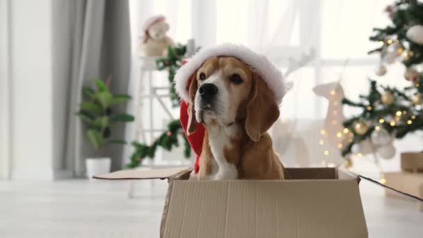 Beagle Pies Czasie Bożego Narodzenia Siedzi Pudełku Prezentem Kapeluszu Mikołaja — Wideo stockowe