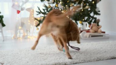 Noel zamanı Noel ağacı ve ışıklarıyla süslü bir evde oyuncakla oynayan komik bir av köpeği. Safkan köpek yavrusu yeni yılın tadını çıkarıyor.