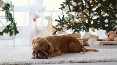 Toller av köpeği Noel zamanı Noel ağacı ve ışıklarıyla süslenmiş bir evde oyuncak çiğniyor. Safkan köpek yavrusu yeni yıl tatilinde topuyla yerde yatıyor.