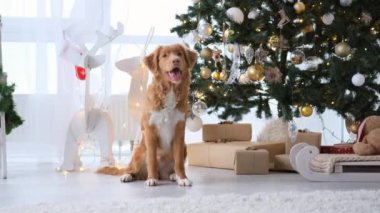 Toller, Noel 'de Noel arifesinde Noel ağacı ve arka planda ışıklar olan süslü şenlik evinde tonikle nefes alan köpek toplayıcısı. Yılbaşı tatilinde safkan köpek yavrusu.
