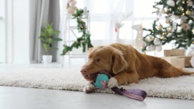 Toller Retriever Noel zamanı yerde yatan oyuncağı çiğniyor Noel ağacı ve ışıklarla süslenmiş bir evde. Yeni yıl odasında balosu olan safkan köpek yavrusu.