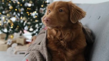 Noel zamanı Toller av köpeği kanepenin altına uzanmış Noel ağacı ve ışıklarıyla dolu bir odada, yeni yıl tatilinde dinlenen safkan köpek yavrusu.