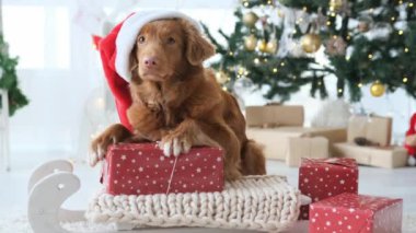 Noel zamanı Noel Baba şapkalı, Noel Baba şapkalı ve arka planında ışıklar olan Toller Retriever köpeği. Yeni yılda hediyeli safkan köpek yavrusu.
