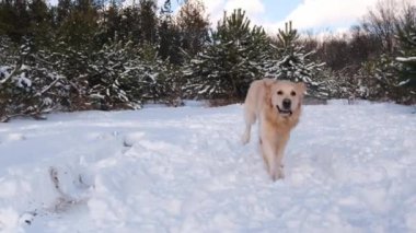 Golden Retriever köpeği dışarıda karda koşar. Safkan evcil hayvan labrador kış ormanlarında yürüyor..