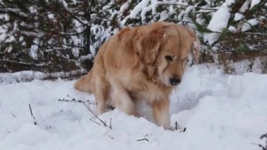 Golden retriever köpeği dışarıda karda çukur kazıyor. Tatlı safkan evcil labrador kış ormanında oynuyor..