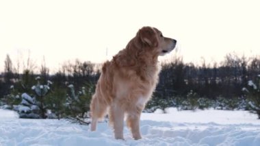 Golden retriever köpeği kuyruğunu sallıyor ve kış ormanlarında tarlaya bakıyor. Kar doğasında safkan evcil hayvan labradoru.