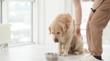 Golden Retriever köpeğini metal kaseden besleyen ve köpek yiyen bir kız. Genç bir kadın, güneş ışığıyla dolu bir odada safkan hayvan besler.