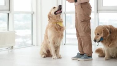 Kız ve iki golden retriever köpeği evde oyuncaklarla oynuyorlar. Safkan köpekleri olan genç bir kadın aydınlık odada eğleniyor.