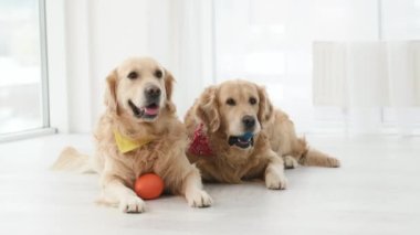 İki Golden Retriever köpeği gün ışığında evde oyuncaklarla yerde yatıyor. Safkan köpek yavruları dinleniyor ve aydınlık odada oynuyorlar.
