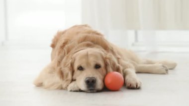 Turuncu oyuncaklı Golden retriever köpeği yerde yatıp kameraya bakıyor. Safkan evcil köpek labradoru.