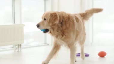 Golden Retriever köpeği içeride oyuncaklarla oynuyor. Safkan köpek labrador evde eğleniyor.