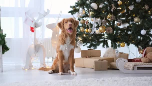 Толлер Ретривер Собака Дихає Тонусом Різдвяний Час Прикрашеному Святковому Будинку — стокове відео