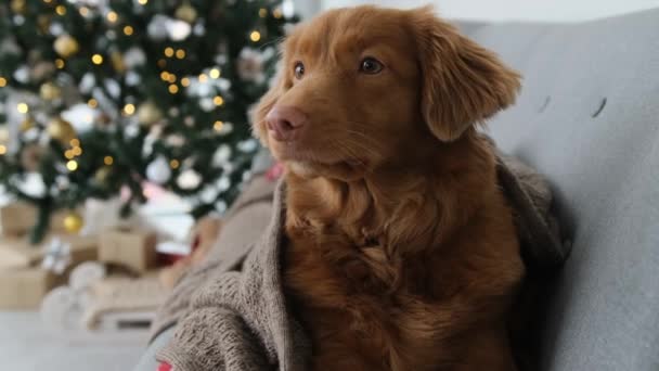 Toller Retriever Pies Czasie Bożego Narodzenia Leżącego Kanapie Pod Ciepłym — Wideo stockowe