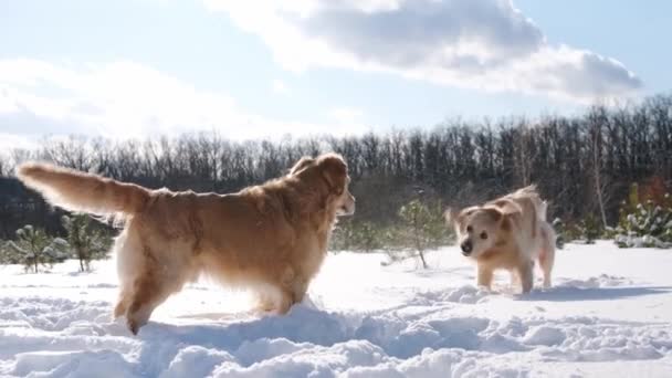 冬の森の近くではゴールデンレトリバーの犬が遊んでいます 自然に雪の中を走る純血種のペット — ストック動画