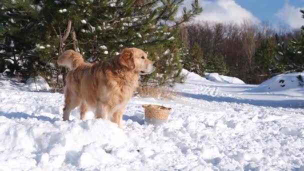 Zlatý Retrívr Pes Stojící Sněhu Zimním Lese Slunečného Dne Košíkem — Stock video