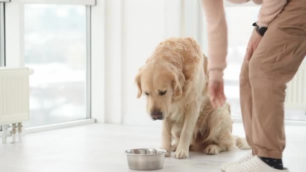 Girl Feeding Golden Retriever Dog Home Metal Bowl Doggy Eating — Stock Video