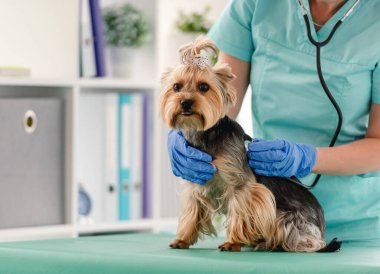 Klinikte steteskop kullanan veteriner Yorkshire terrier köpeği.