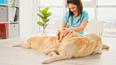 Veterinarian girl sitting on the floor and petting two golden retriever dogs