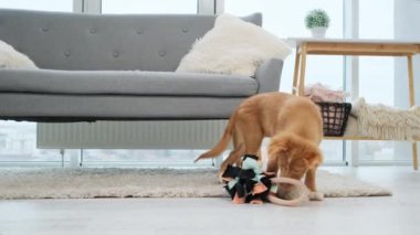 Aydınlık odada koltuğun yanında oyuncaklarla oynayan bir çift gişe köpeği.