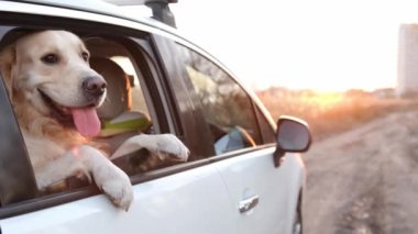 Golden retriever dog in the car looking from window outside. Adorable doggy pet labrador in vehicle transportation