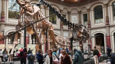 Belin, Germany - 20 December 2023: Main hall of Berlin museum of natural with skeletons of dinosaurs. Exhibition on prehistoric bones on dinosaurs.