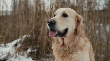Golden retriever dog sitting in snow in winter time outdoors with tonque out. Purebred pet doggy outside sniffing cold air