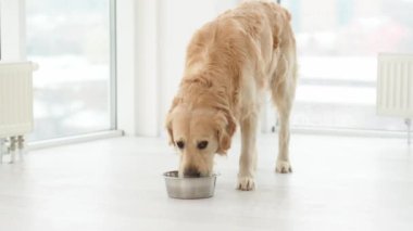 Golden retriever dog drinking water from metal bowl at home. Purebred pet eating in room with sunlight