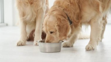Golden Retriever köpekleri evde metal kaseden yemek yiyorlar. Safkan köpek yavruları için beslenme zamanı.
