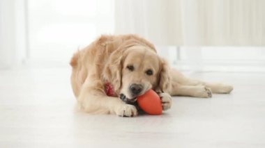 Golden retriever dog gnaws orange toy and lying on floor. Purebred pet doggy labrador at home
