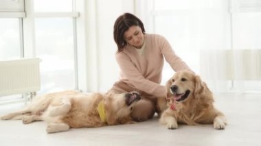 Girl petting golden retrieves dogs sitting on floor indoors at home. Young woman with purebred pet doggies in light room