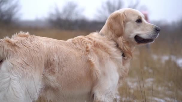 Golden Retriever Dog Running Little Girl Winter Nature — Stockvideo