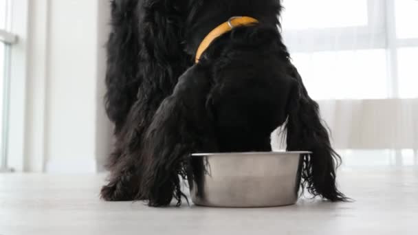 Setter Gordon Dog Eating Food Metal Bowl Home Daily Light — Vídeo de stock