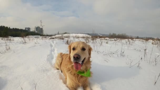 Золотистый Ретривер Зимнее Время Лежит Снегу Открытом Воздухе Чистокровное Собачье — стоковое видео