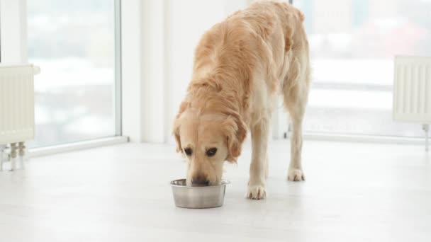 Golden Retriever Dog Drinking Water Metal Bowl Home Purebred Pet — Vídeo de Stock