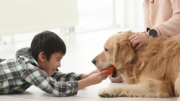 Boy Playing Golden Retriever Dog Toy Home Young Woman Kid — Vídeos de Stock