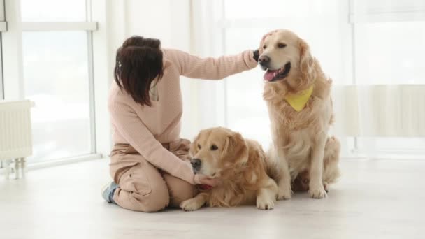 Girl Petting Golden Retrieves Dogs Sitting Floor Indoors Home Young — Vídeos de Stock