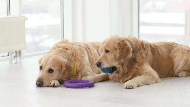 昼間に家におもちゃを持って床に寝そべっている2匹の黄金の回収犬 純血種のペット犬の休息と光の部屋で遊ぶ — ストック動画