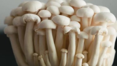White mushrooms shimeji close up. Asian food
