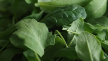 Green leaves mix of spinach and arugula close up. Ingredients for healthy eating.
