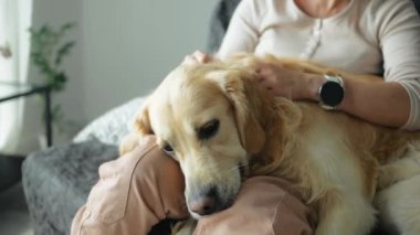 Golden Retriever köpeğini evde seven bir kız. Kanepede oturan evcil köpekli genç kadın.