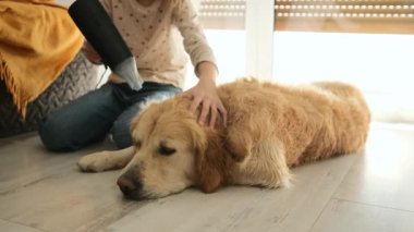 Happy little girl blows dryer on a fresh groomed wet golden retriever dog at home. Kid drying the dog after bath.