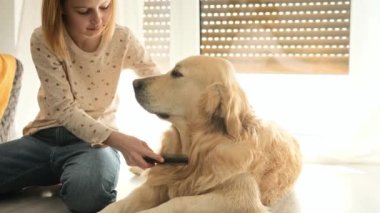 Mutlu küçük kız evde Golden Retriever köpeğini tarıyor. Çocuk banyodan sonra köpeği tarıyor..