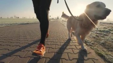 Man running with golden retriever dog with sunset sunlight outdoors. Guy with pet doggy jogging together, closeup leg view