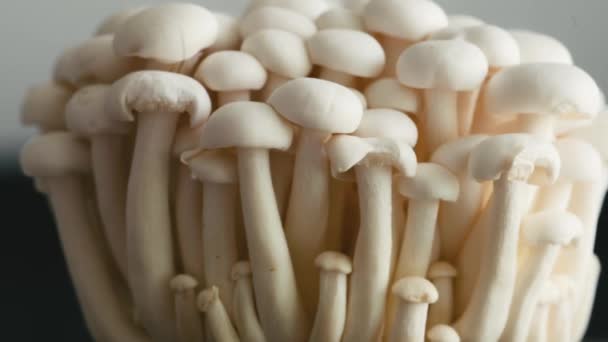 White Mushrooms Shimeji Close Asian Food — Video