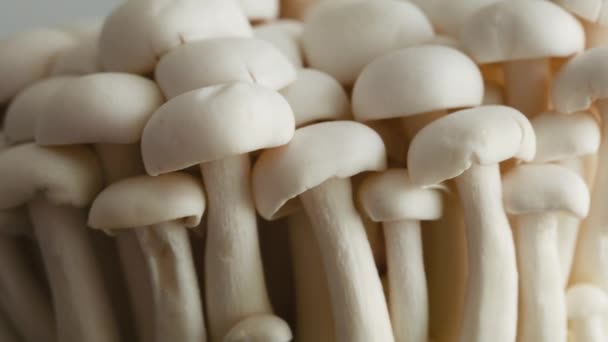 White Mushrooms Shimeji Close Asian Food — Video