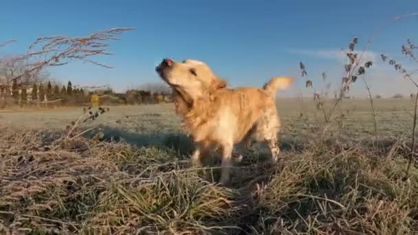 Golden Retriever Dog Shakes Field Running Nature Sunlight Purebred Pet — Wideo stockowe