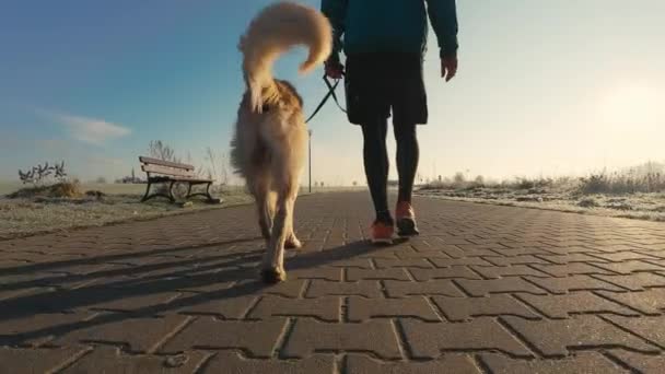 スポーツ運動後に一緒に屋外で夕日の日差しと一緒に歩く黄金のレトリバー犬とランナーの男 男ジョガーとペット犬一緒に バックからの眺め — ストック動画