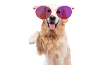 Golden retriever dog in with funny sunglasses paw up isolated on a white background